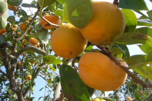 オフ会　2006.10.15 2 085a.jpg