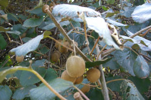 オフ会　2006.10.15 2 084.jpg