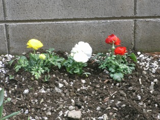 庭の花.JPG