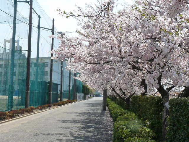 SAKURA-002