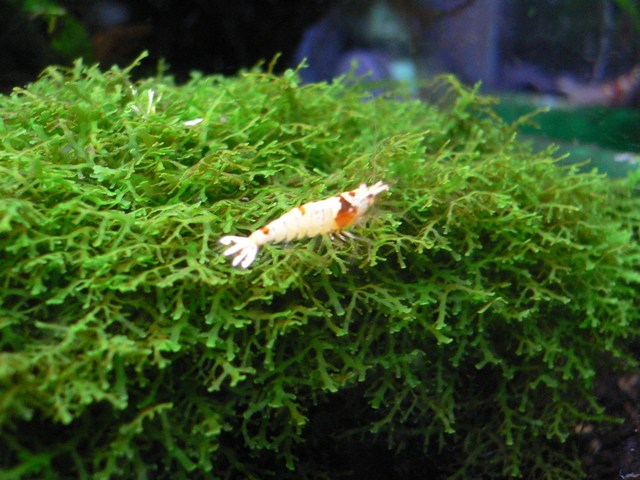 4_29_お気に入り