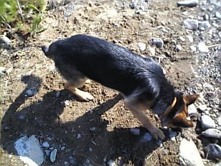 なにかな*なにかな