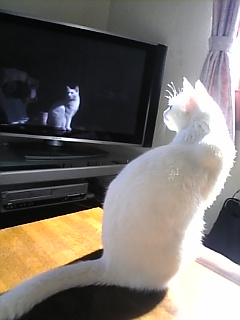 てれびのこ*かわいいわ