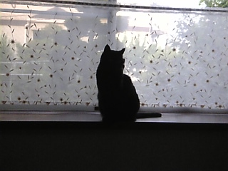 エジプト猫さん*どこですか