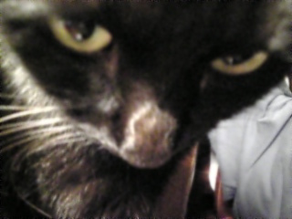 あしたは*いるの