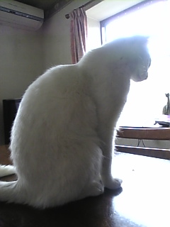 いってらっ*しゃい