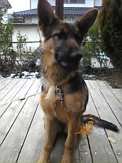 おるすばん*反対