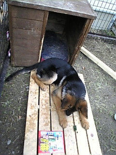 いそいで*たべよっと