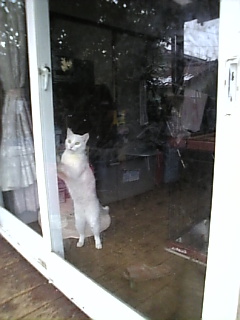 つれてって*かあさん