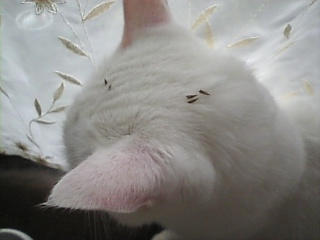 おててが*とどかなかったの