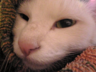 あったかい*。 。 。