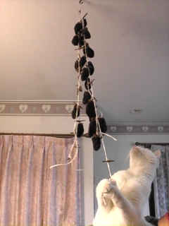 もっと*うえで～す