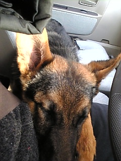 しーとべると*しない～