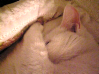 すぴぴ～*。　。　。