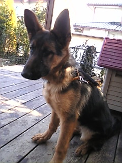 ごめんなさい*かあさん