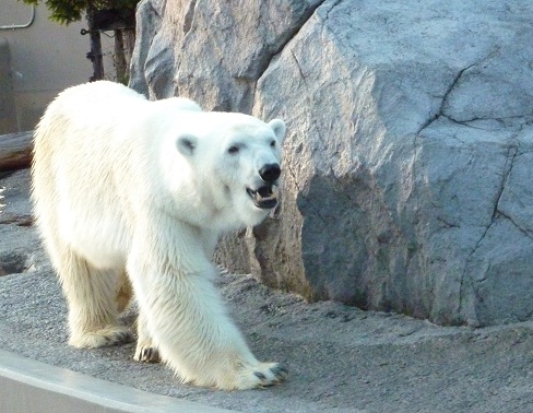 北海道白熊.jpg