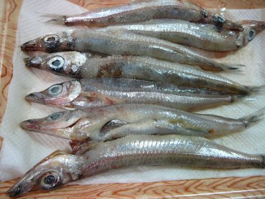 オニギス、キラキラしててきれいですが・・・