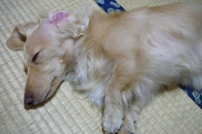 疲れたから寝るわ。ご飯はよろしく。