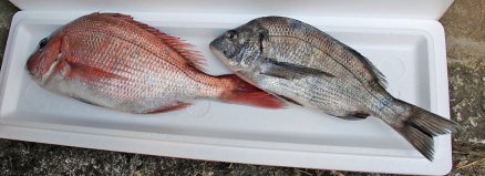 特上桜鯛、黒鯛・・・豪華じゃ～～！