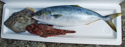 個性豊かな面々・・