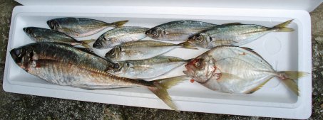 アジ、アジ、アジ・・・・