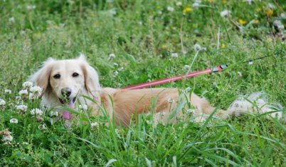 ご機嫌な「ルー」