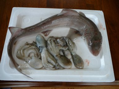 サメ君と初対面！！！