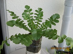 6.6ペット植えダイコン