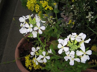 葉だいこんの花ほか