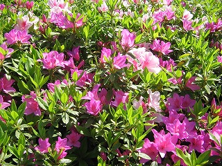 つつじ・神野公園にて。