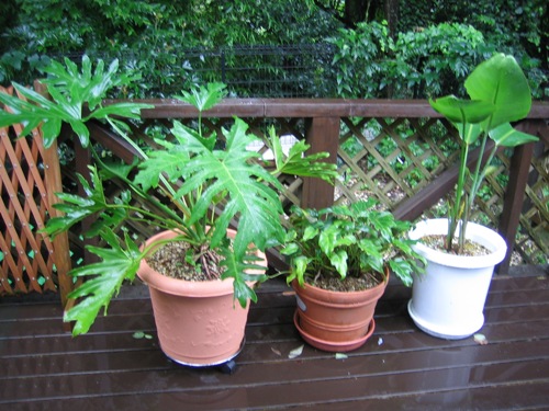 観葉植物.jpg