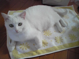 つやつや
