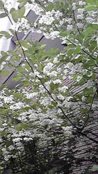 110517 blog 1000 flowers