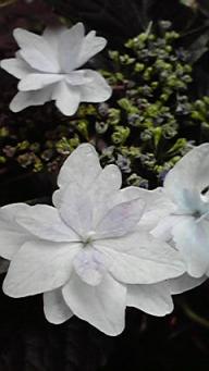 blog1000flowers_110607_3