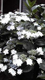 blog1000flowers_110607_2