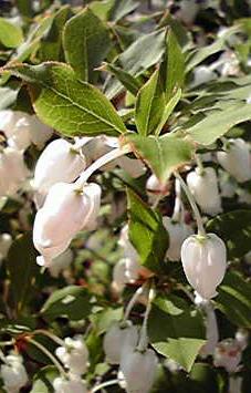 110425_1 blog1000flowers