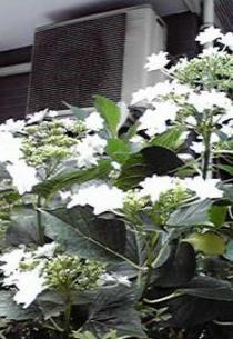 110601blog1000flowers