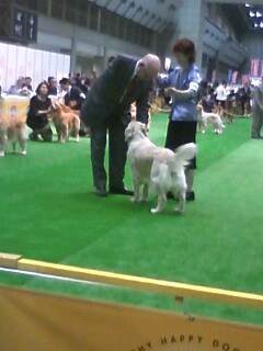 dogshow2.jpg