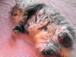 去勢済 （*^_^*）