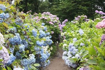 あじさい02