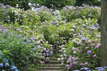 あじさい03