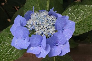 あじさい07