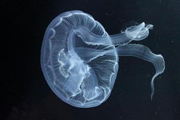 オワンクラゲ01
