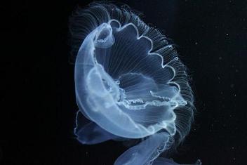 オワンクラゲ02