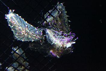 ハナガサクラゲ