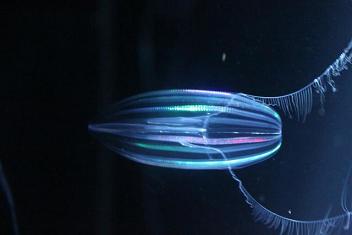 フウセンクラゲ