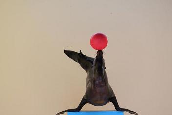 アシカショー03