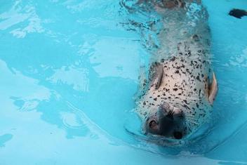 ゴマフアザラシ01