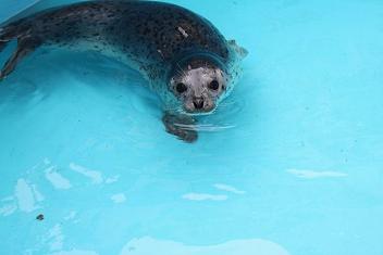 ゴマフアザラシ02