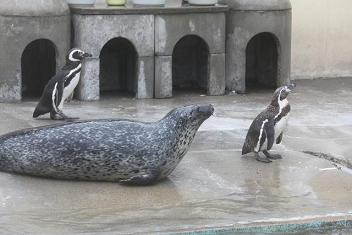 ペンギン・アザラシ